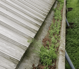 Happy customers in Weybridge who trust The Roof Moss Cleaners for gutter cleaning services